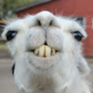 Meet your Posher, Leotarosse